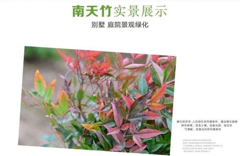 南天竹树苗红天竺盆栽苗火焰红叶植物观叶庭院耐寒绿化苗木风