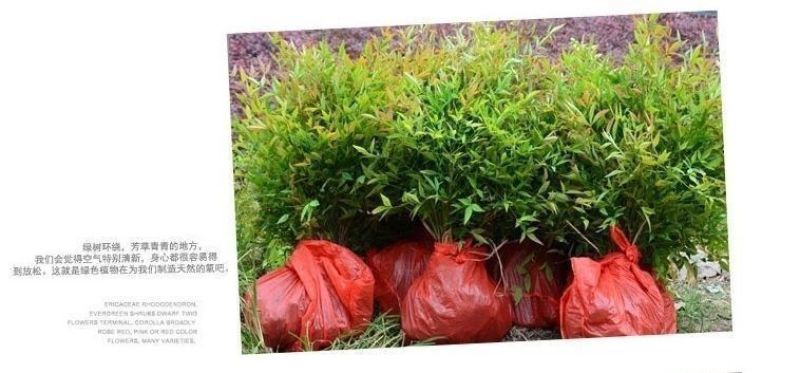 南天竹树苗红天竺盆栽苗火焰红叶植物观叶庭院耐寒绿化苗木风