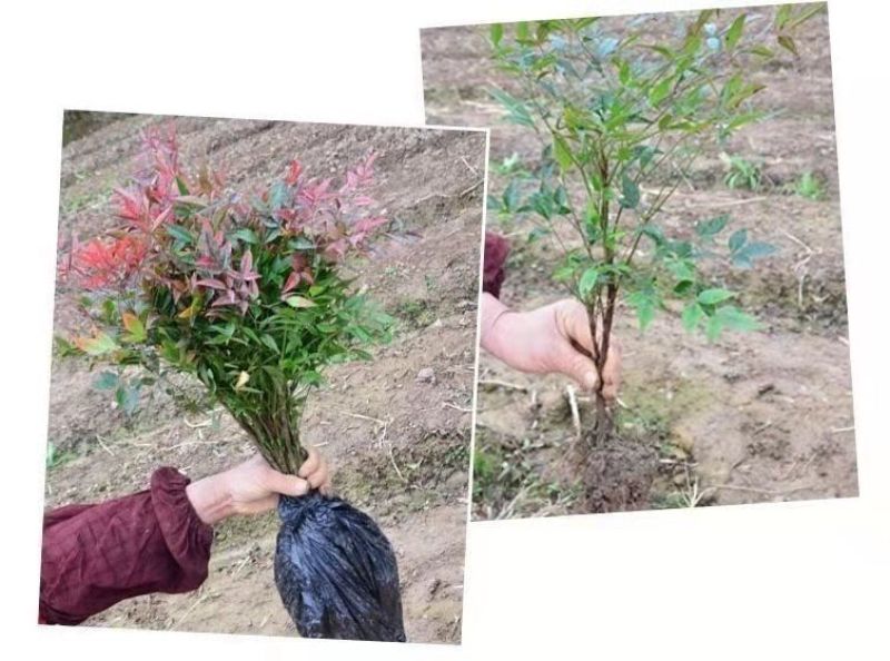 南天竹树苗红天竺盆栽苗火焰红叶植物观叶庭院耐寒绿化苗木风