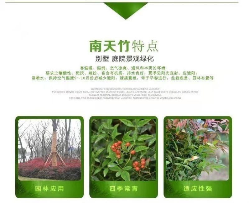 南天竹树苗红天竺盆栽苗火焰红叶植物观叶庭院耐寒绿化苗木风