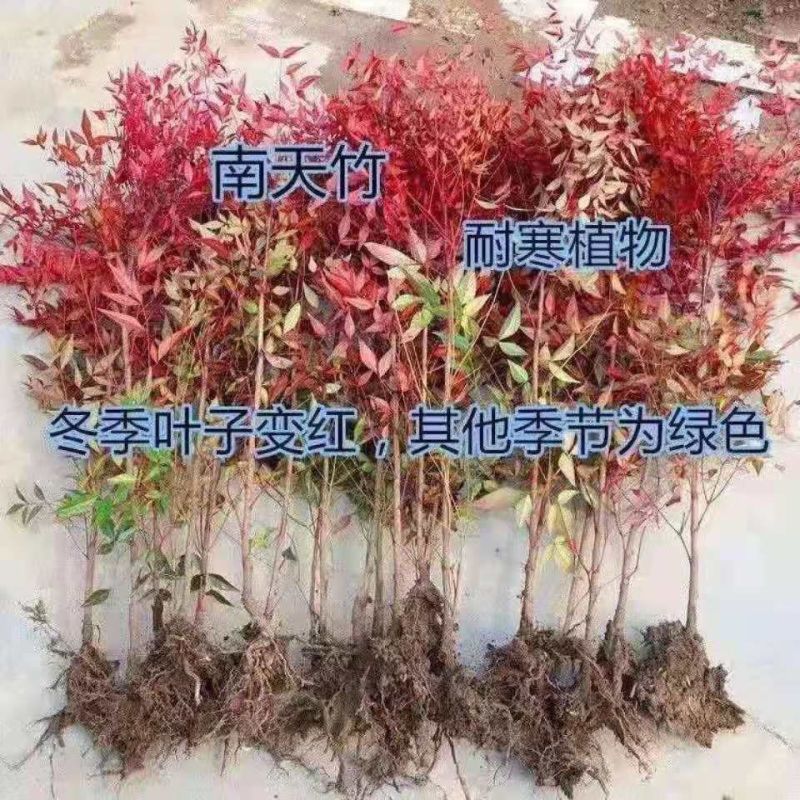 南天竹树苗红天竺盆栽苗火焰红叶植物观叶庭院耐寒绿化苗木风