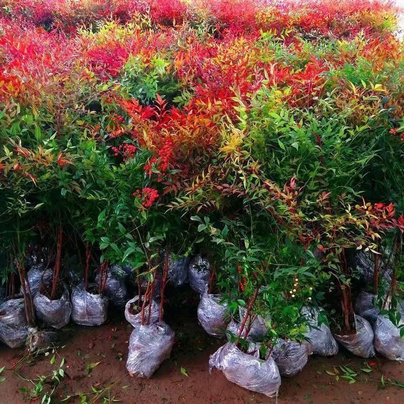 南天竹树苗红天竺盆栽苗火焰红叶植物观叶庭院耐寒绿化苗木风