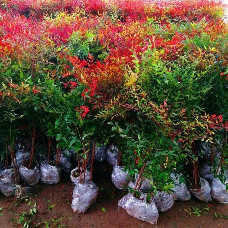 南天竹树苗红天竺盆栽苗火焰红叶植物观叶庭院耐寒绿化苗木风