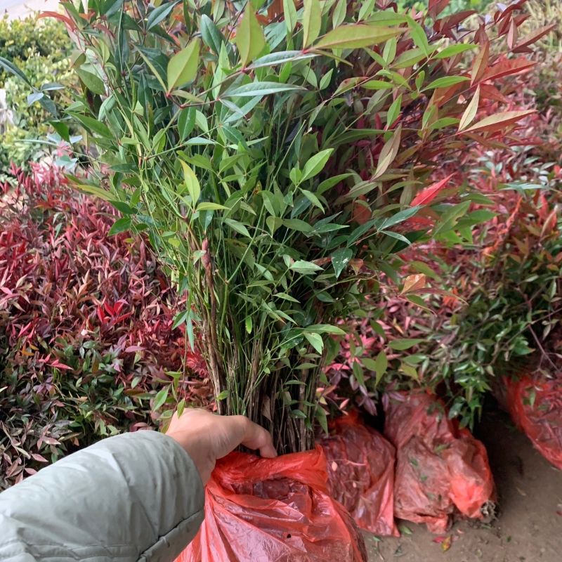 南天竹树苗红天竺盆栽苗火焰红叶植物观叶庭院耐寒绿化苗木风