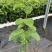 黄金百香果蜂蜜味嫁接百香果苗台农紫香木瓜