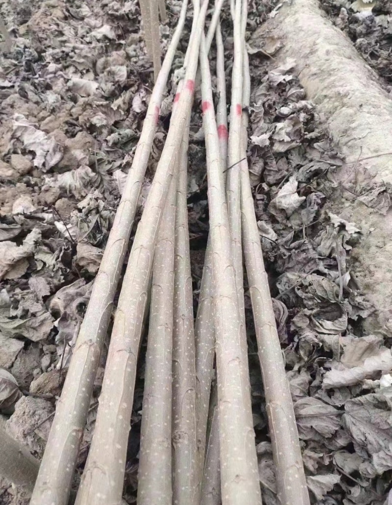 107无絮杨树苗
