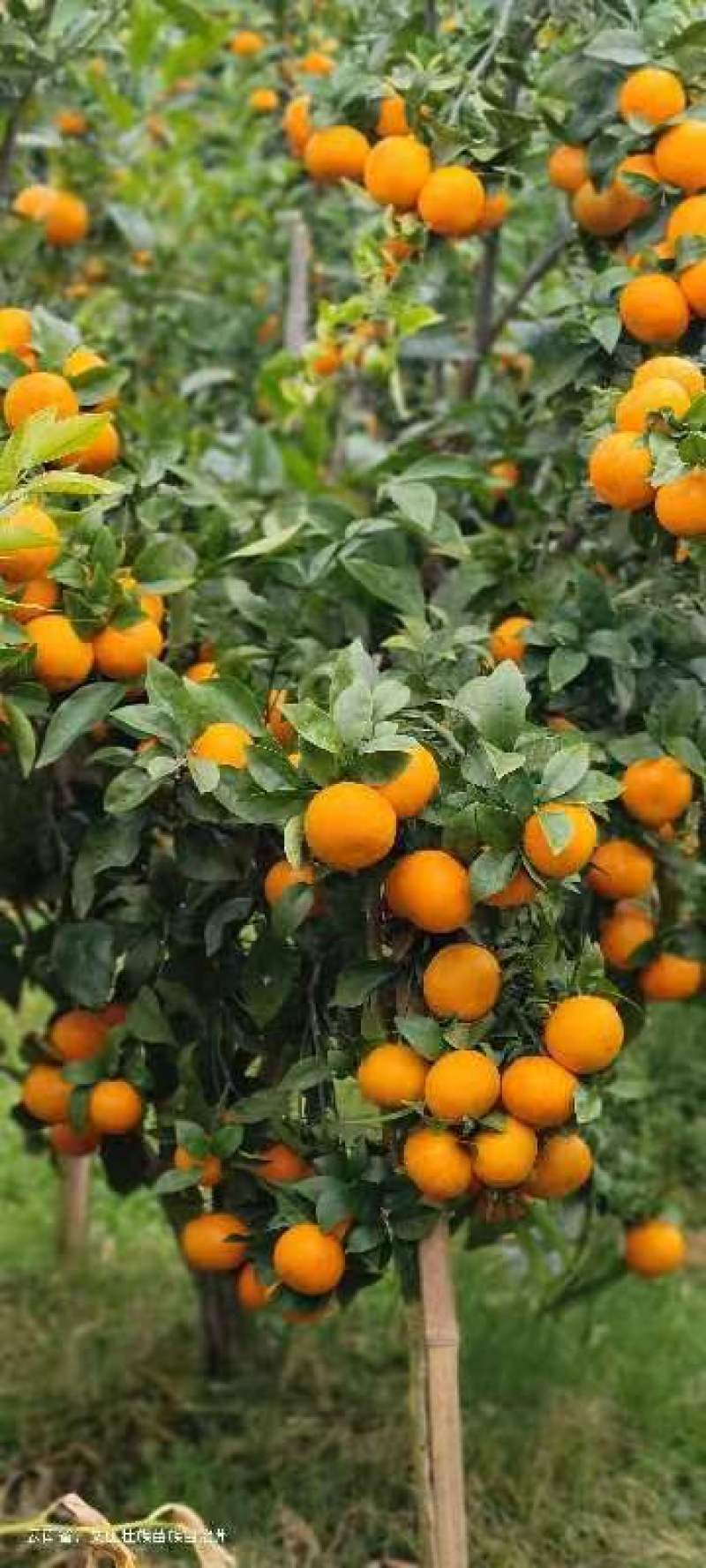 沃柑