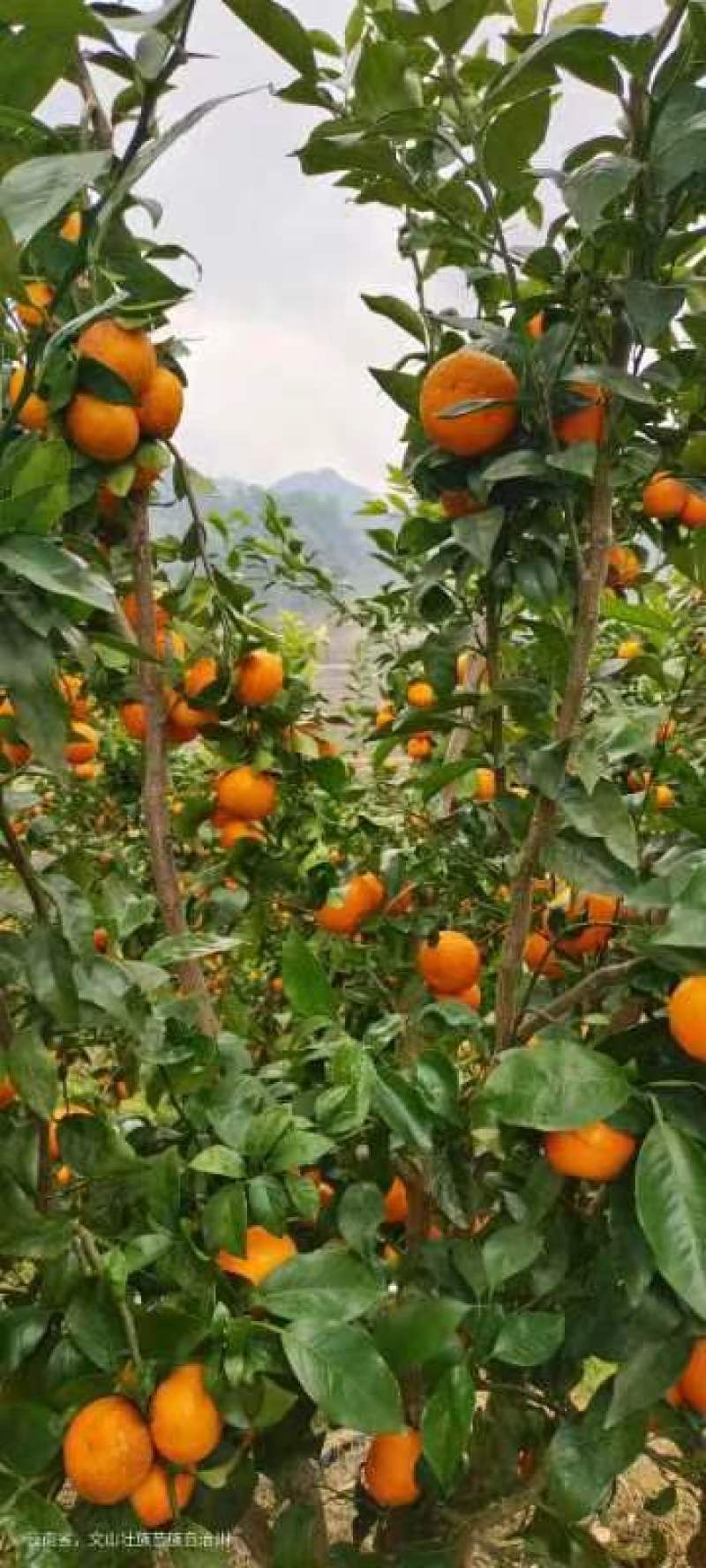 沃柑