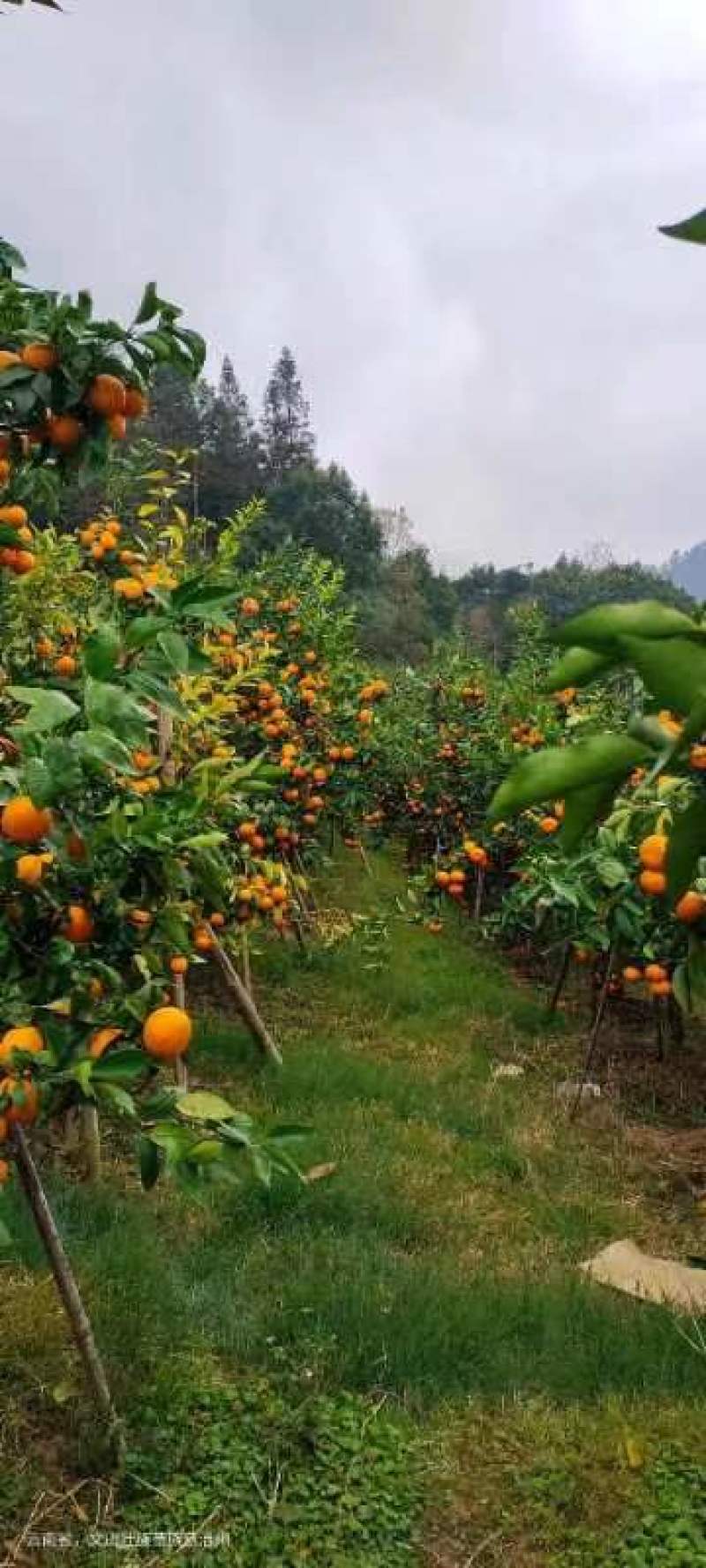 沃柑
