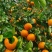 沃柑