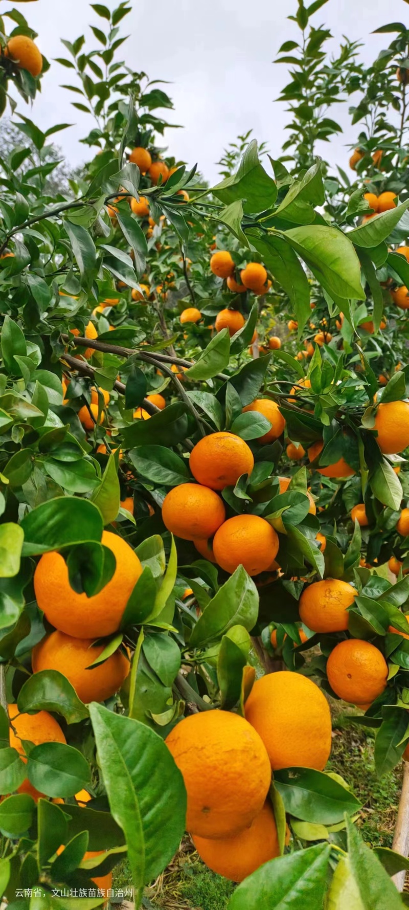 沃柑