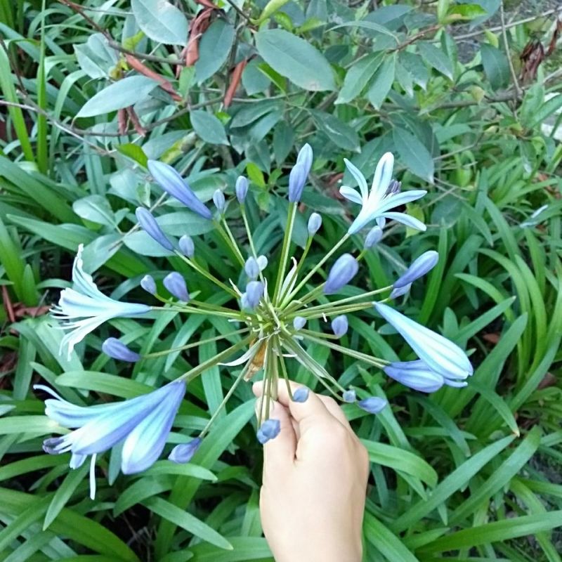 百子莲花卉盆栽四季开花水培植物室内室外耐寒土培花卉市场花