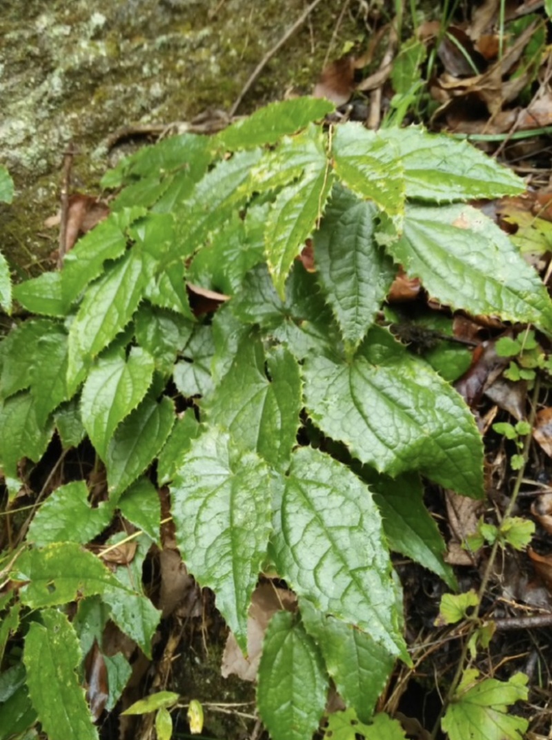 剑叶柔毛淫羊藿苗陕西秦岭苗成分高