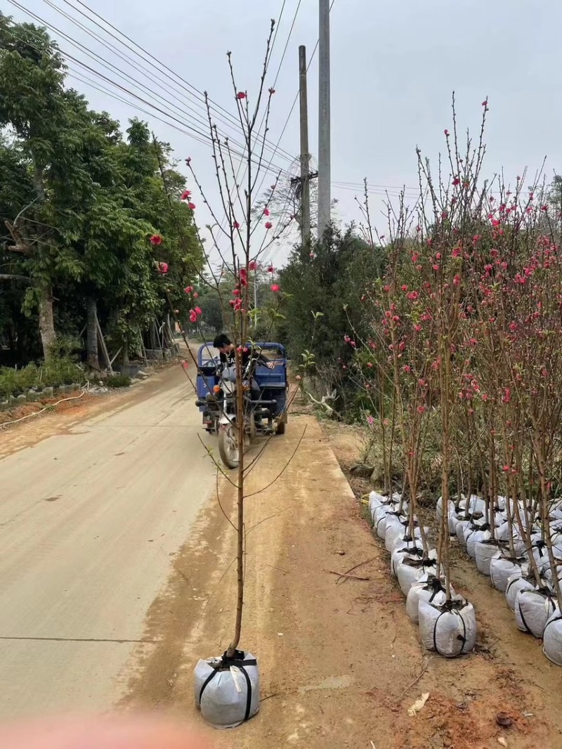 桃花，头径2公分-5公分，大量出售，欢迎来电咨询！
