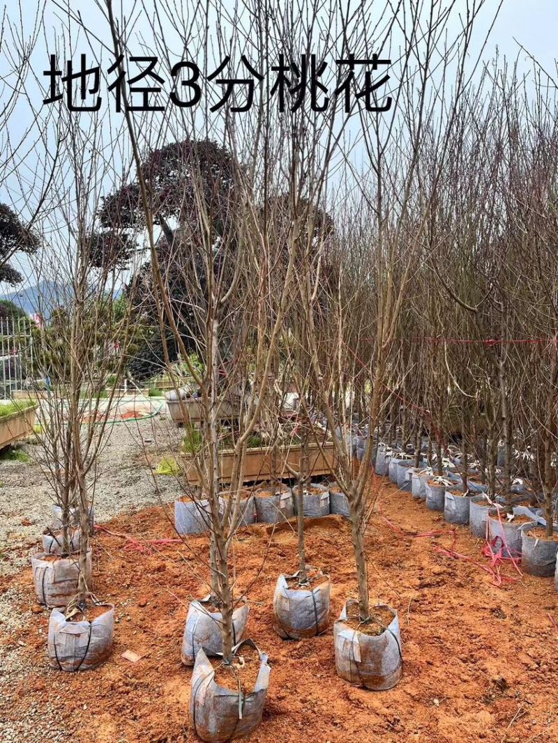 桃花，头径2公分-5公分，大量出售，欢迎来电咨询！