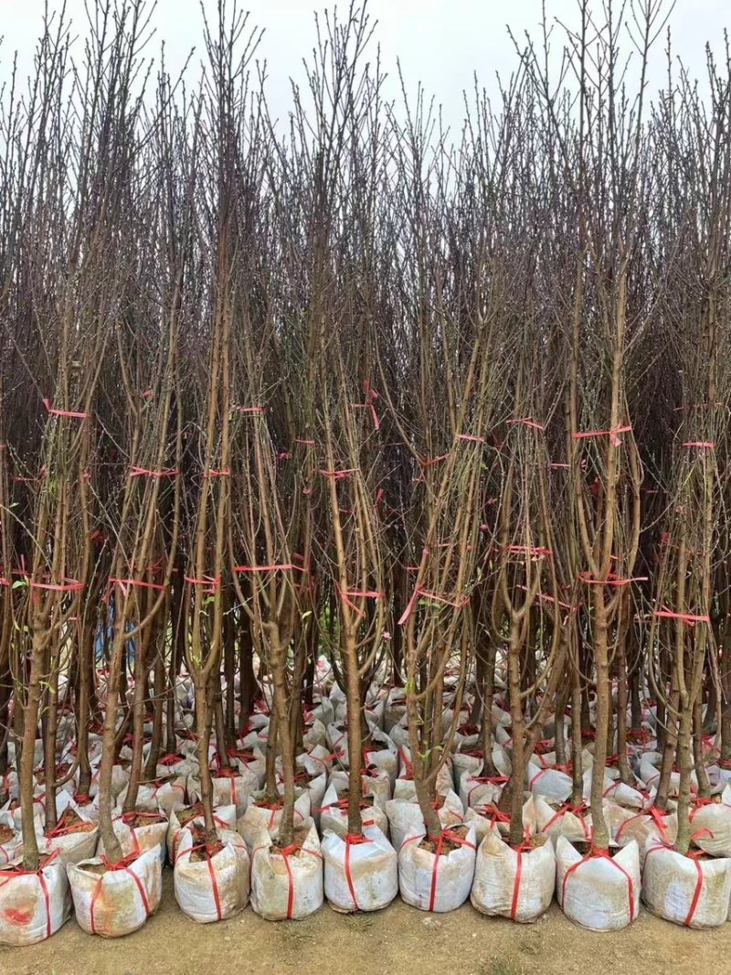 桃花，头径2公分-5公分，大量出售，欢迎来电咨询！