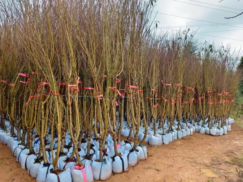 桃花，头径2公分-5公分，大量出售，欢迎来电咨询！