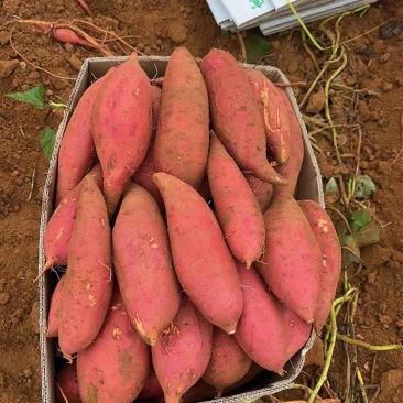 西瓜红现货通货淀粉货厂货电商货湛江红薯基地直发