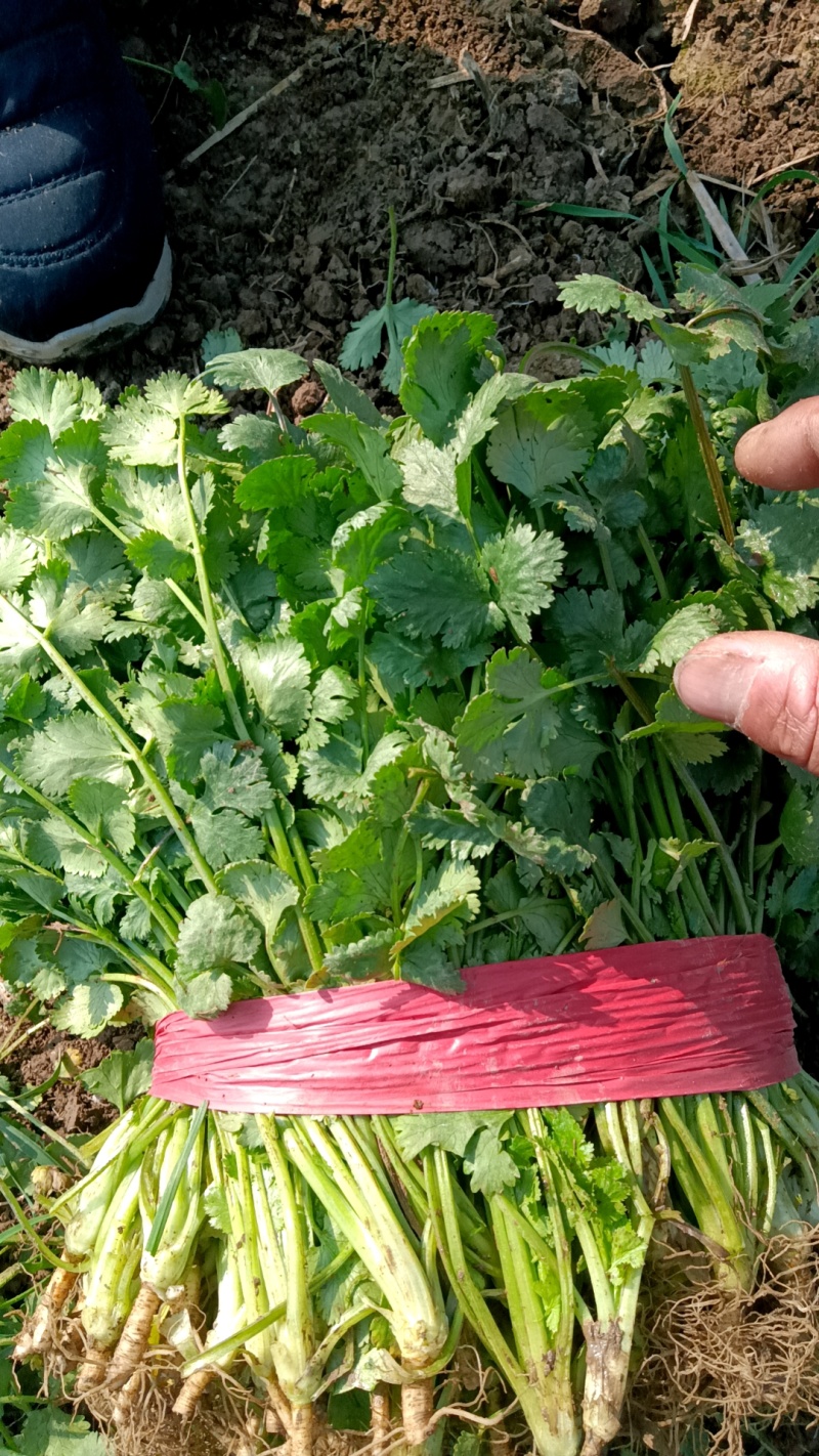 精品大叶香菜，大棚，露天