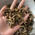 蝼蛄土狗蝼蛄土蝼蛄地狗拉拉狗