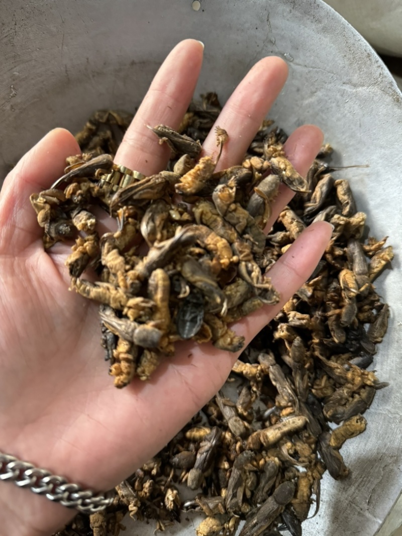 蝼蛄土狗蝼蛄土蝼蛄地狗拉拉狗