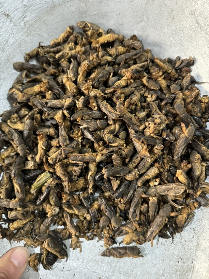 蝼蛄土狗蝼蛄土蝼蛄地狗拉拉狗
