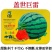 卡其盖世巨雷西瓜种子果肉红色甜度高皮薄坚韧大果型圆瓜西瓜