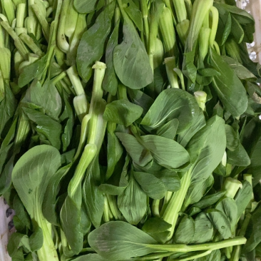 菜苔