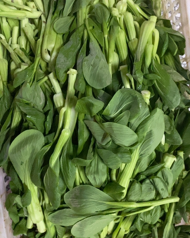 菜苔