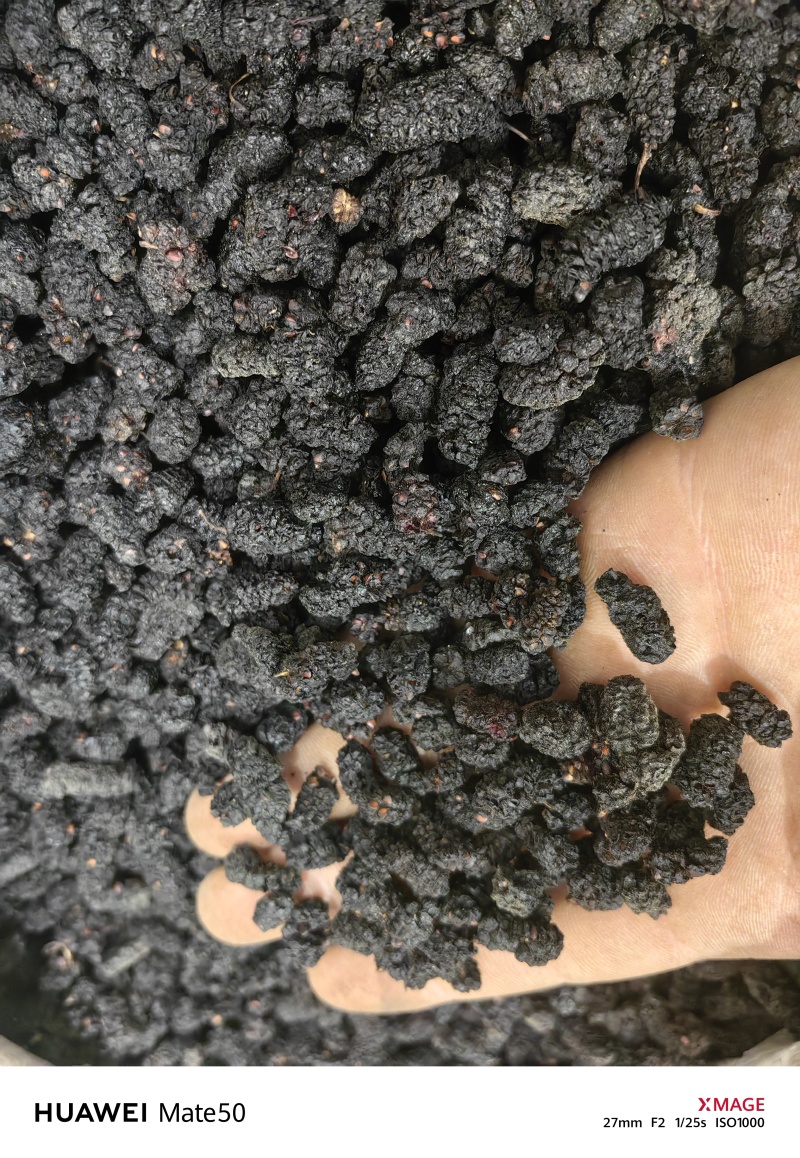 桑葚子桑椹干桑椹抓药用万信药业只做保真药材