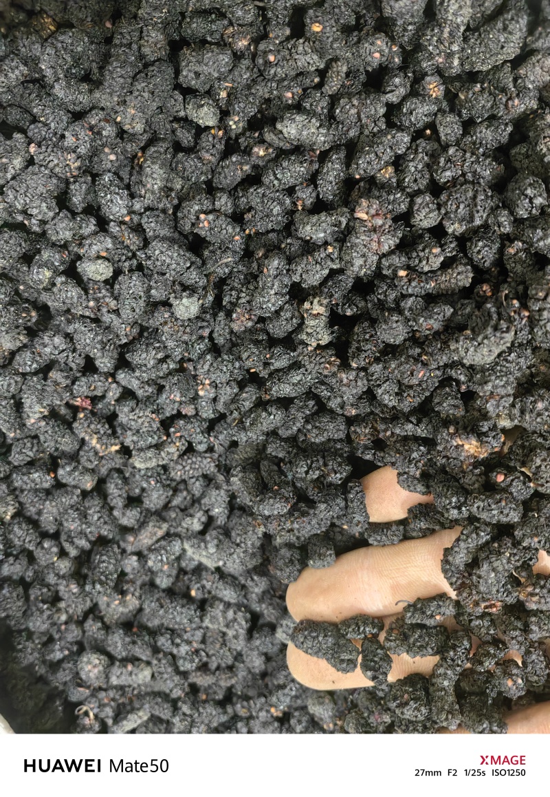 桑葚子桑椹干桑椹抓药用万信药业只做保真药材