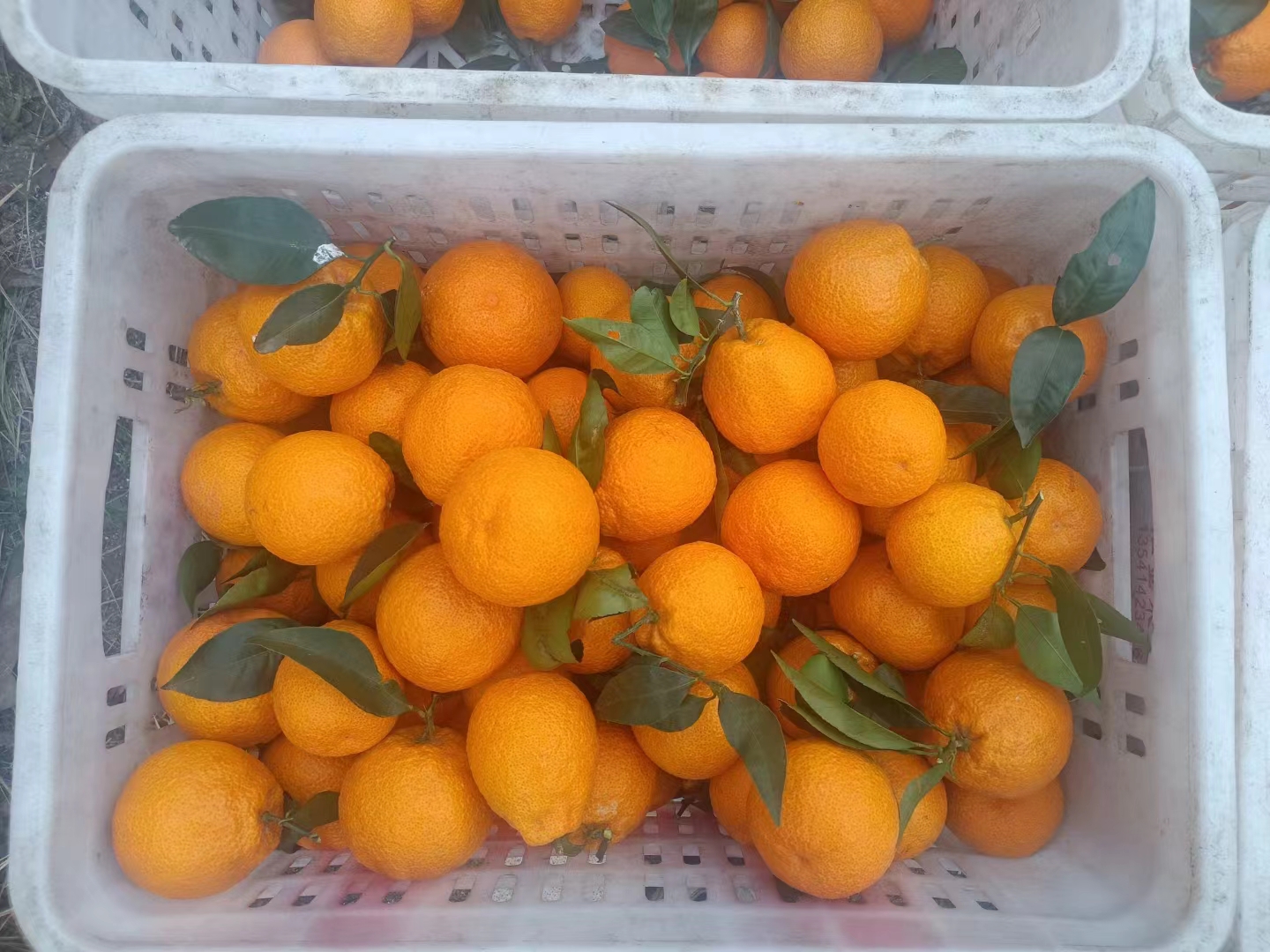 展示一颗新鲜耙耙柑的特写,果皮呈橙黄色,表面光滑且富有光泽 耙耙柑特写