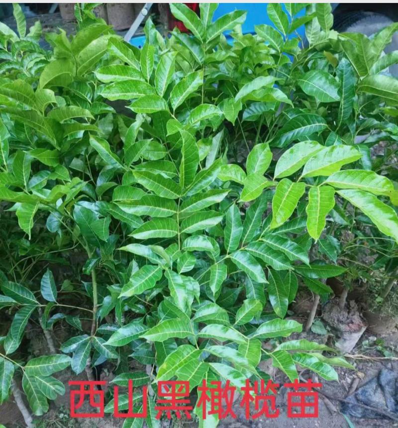 黑橄榄实生苗、西山黑橄榄枝条、嫁接苗