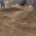 山西基地山楂树3_20公分