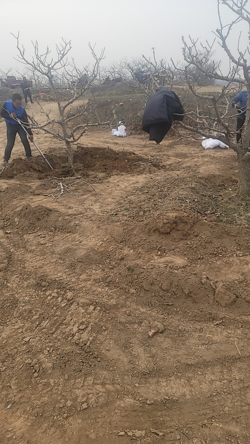 山西基地山楂树3_20公分