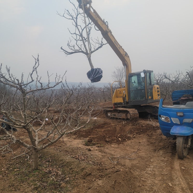 山西基地山楂树3_20公分