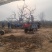 山西基地山楂树3_20公分