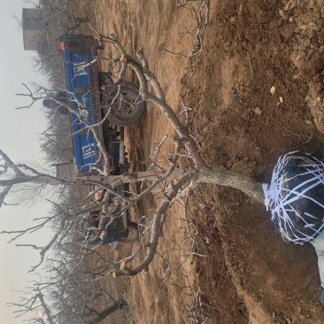 山西基地山楂树3_20公分