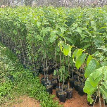板栗苗，60高~100高，大量出售，欢迎来电咨询