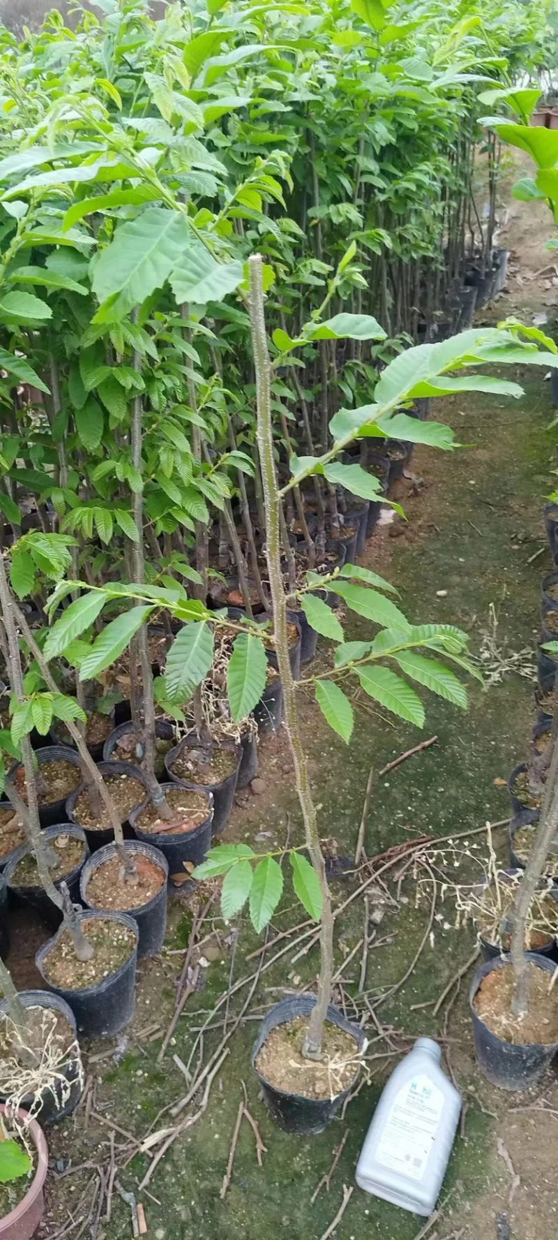 板栗苗，60高~100高，大量出售，欢迎来电咨询