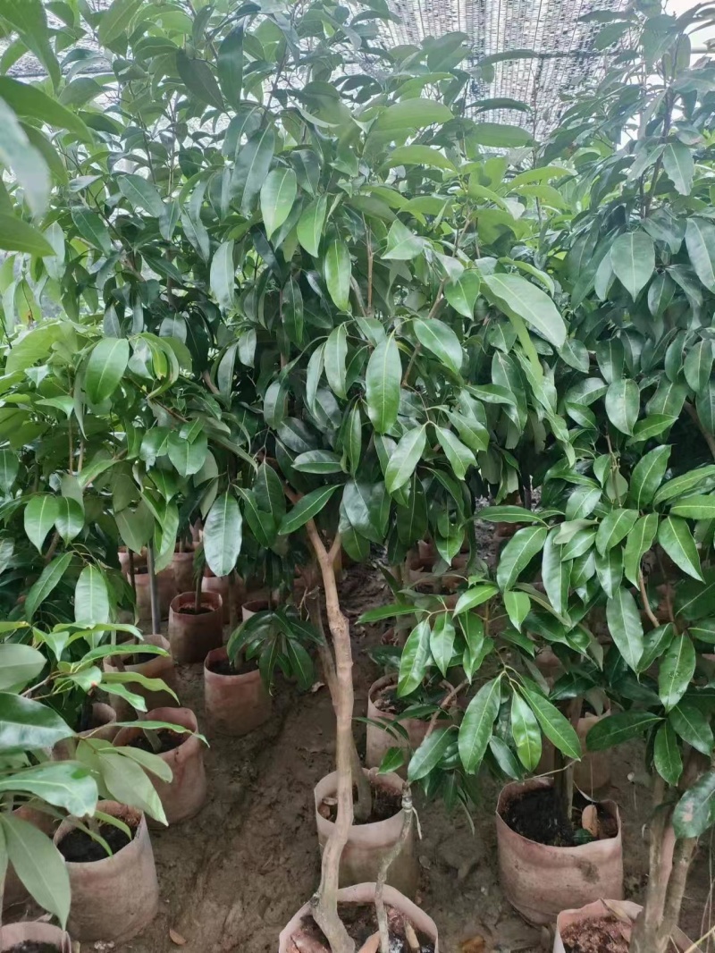仙进奉荔枝嫁接枝条