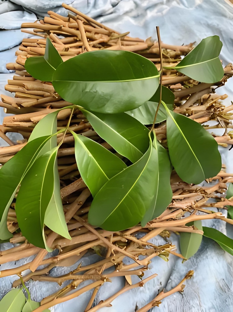 仙进奉荔枝嫁接枝条