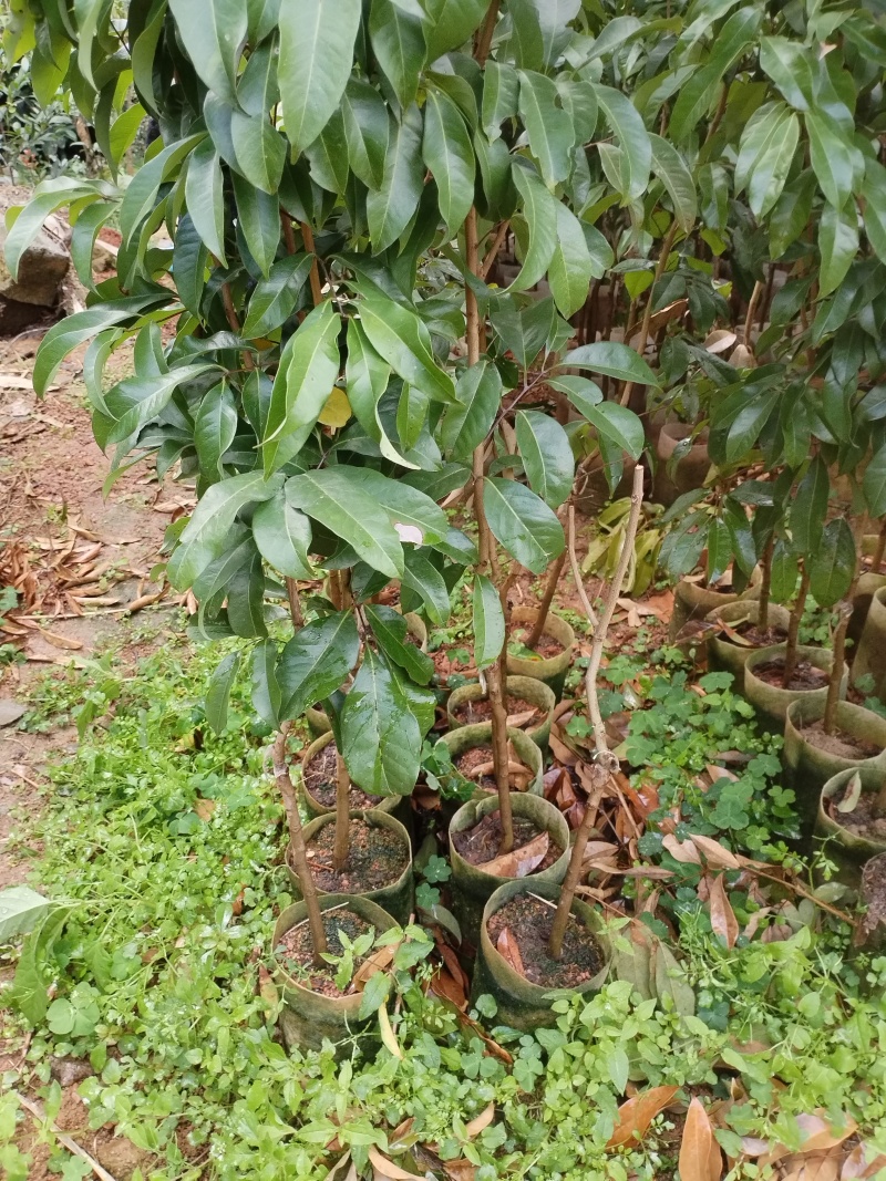 仙进奉荔枝嫁接枝条