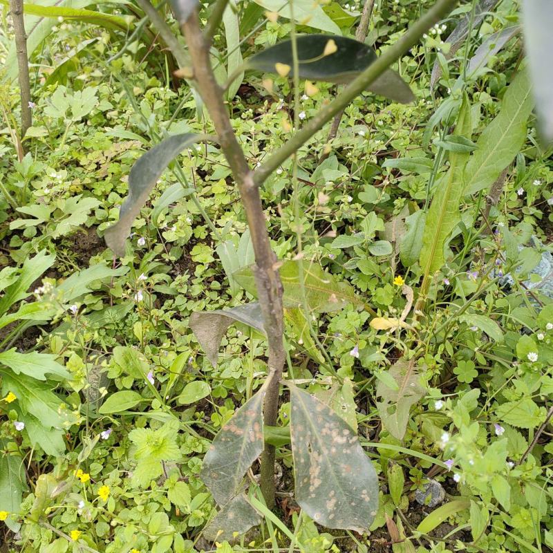 嫁接八角苗优质嫁接八角苗