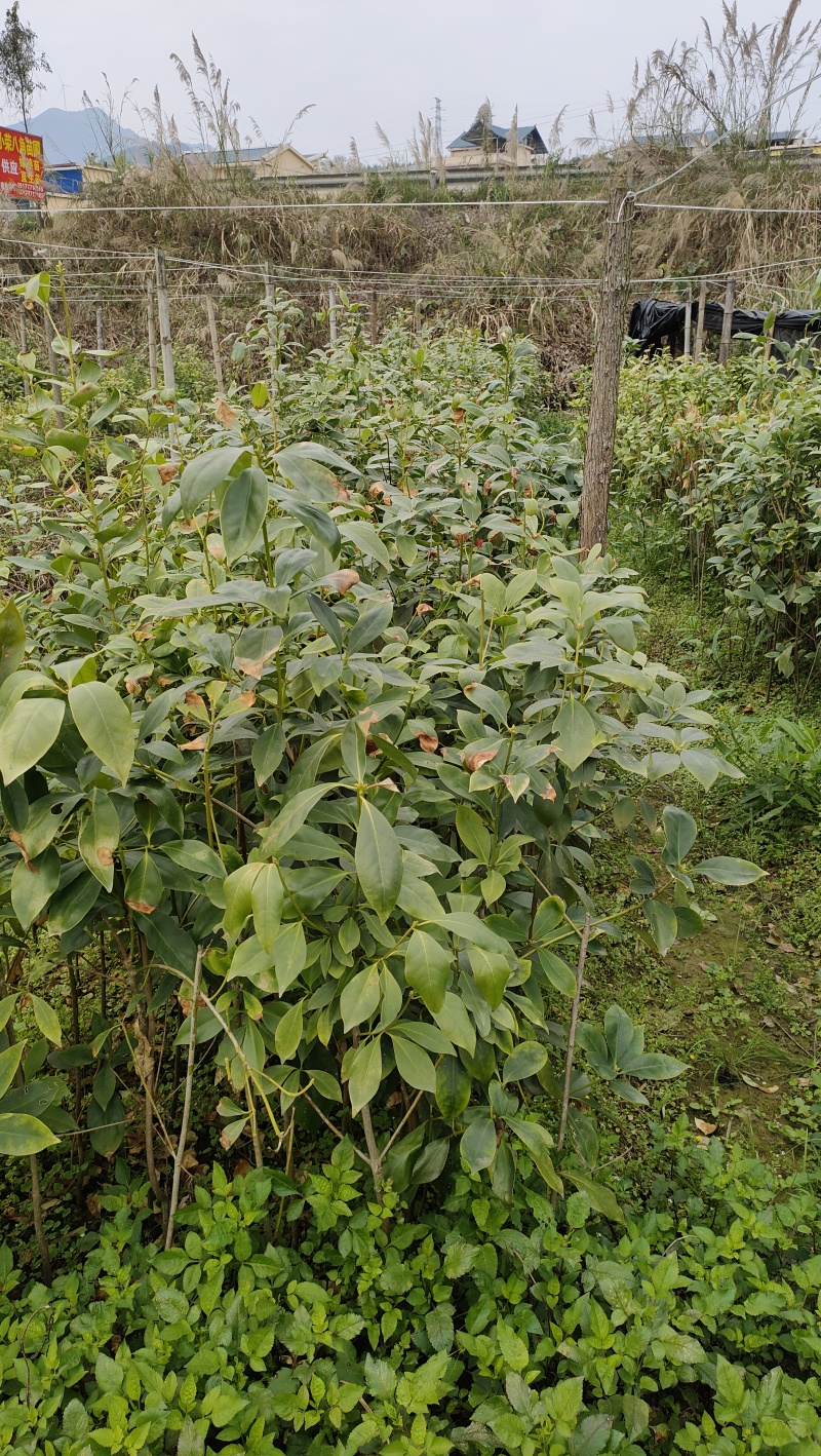 嫁接八角苗优质嫁接八角苗