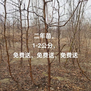 冬枣树