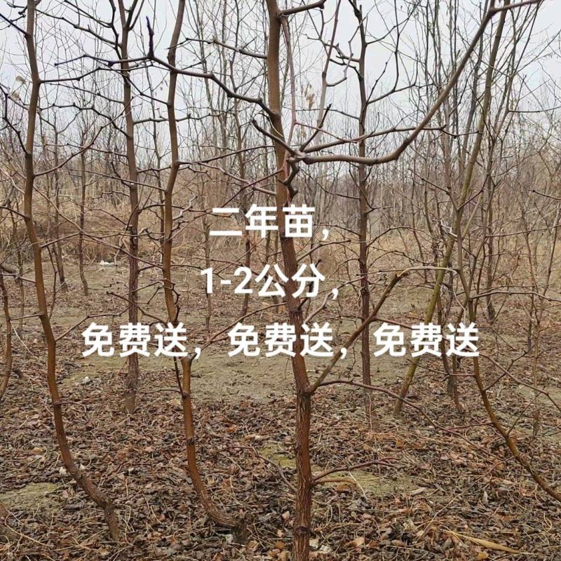 冬枣树