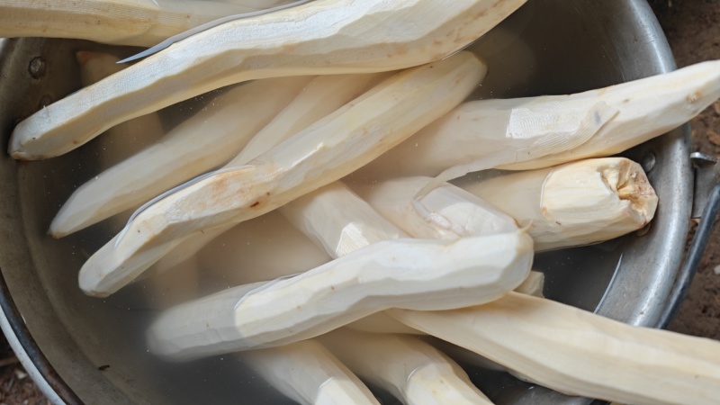广西糯米木薯品质保证产地直发可视频看货欢迎咨询