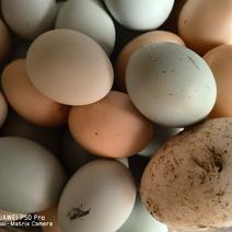 乡村土鸡蛋乡村纯粮食喂养的土鸡蛋绿壳蛋受精蛋