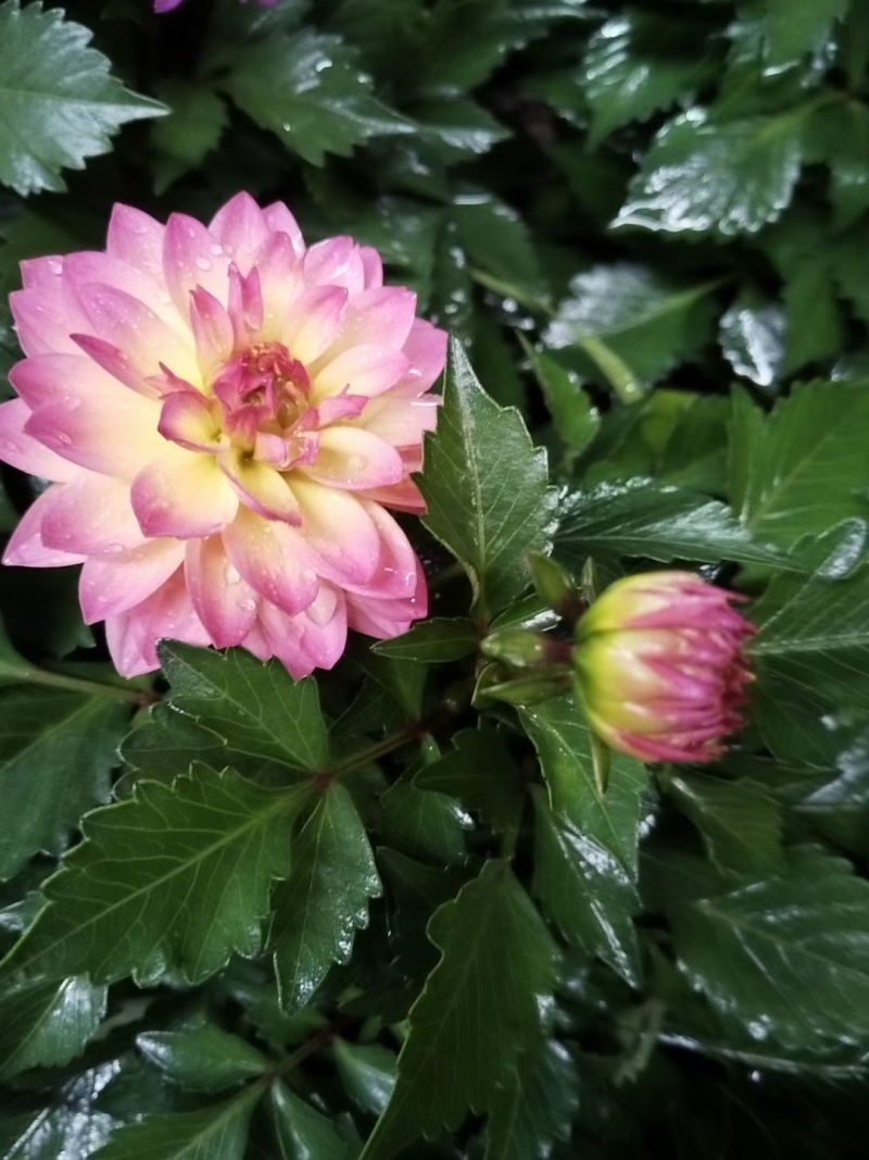 小丽花